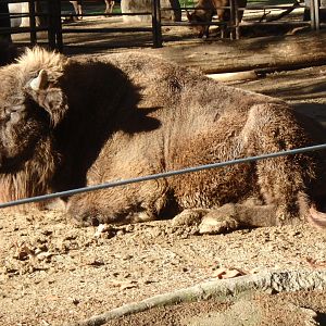European bison