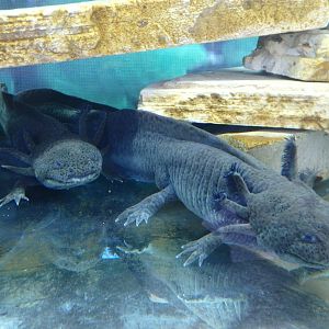 Axolotls