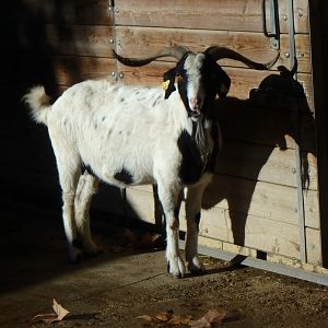 Blanca de Rasquera goat