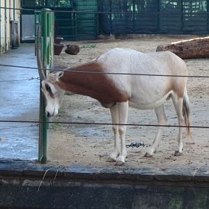 Young scimitar-horned oryx