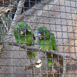 White-fronted amazons