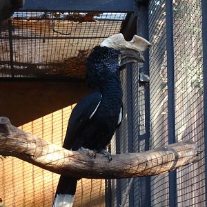 Silvery-cheeked hornbill