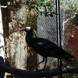 Northern bald ibis