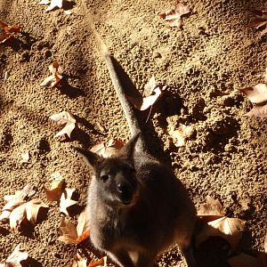 Red-necked wallaby