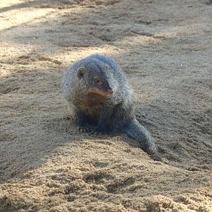 Banded mongoose