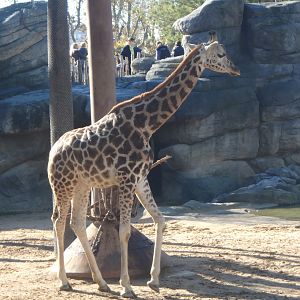 Young Rothschild's giraffe