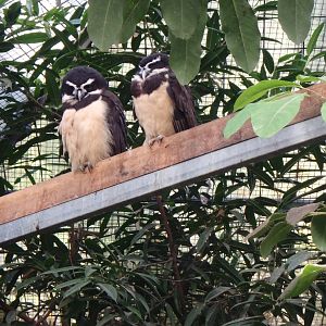Spectacled owls