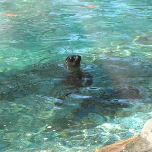 California sea lion pup