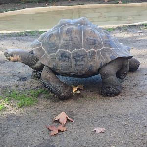 Galápagos giant tortoise