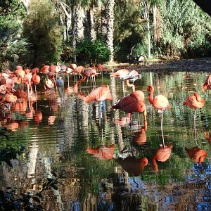 Caribbean flamingos