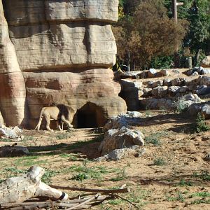 Southwest African lion