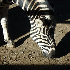 Chapman's zebra