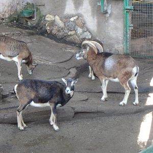 European mouflons