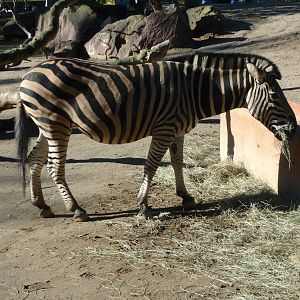 Chapman's zebra
