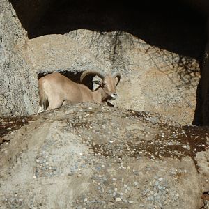 `Libyan Barbary sheep