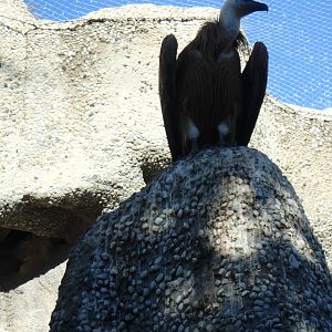 Western Eurasian griffon vulture
