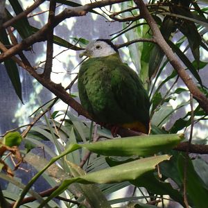 Black-naped fruit dove