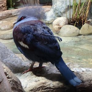 Blue crowned pigeon