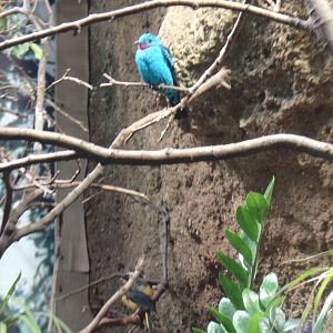 Spangled cotinga