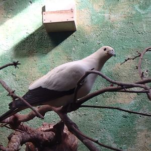 Pied imperial pigeon
