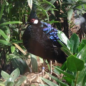 Palawan peacock pheasant