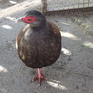 Female Edward's pheasant