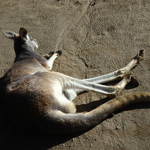 Red kangaroo