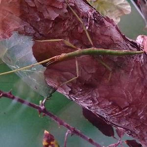 European stick insect