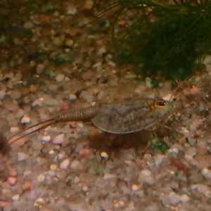 Tadpole shrimp