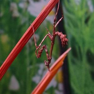 Conehead mantis
