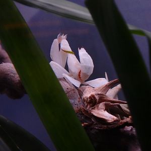 Orchid mantis