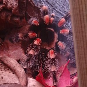 Red-kneed tarantula