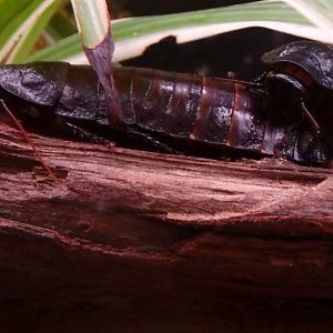 Madagascar hissing cockroach