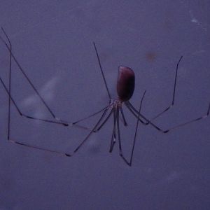 Daddy long-legs spider