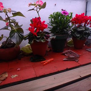 Snail and woodlouse exhibit