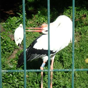 White stork