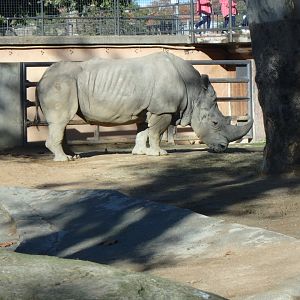 Southern white rhinoceros