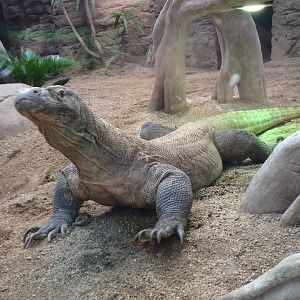 Komodo dragon