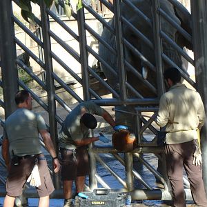 African bush elephant footcare