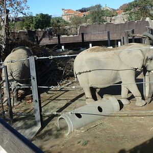 African bush elephants