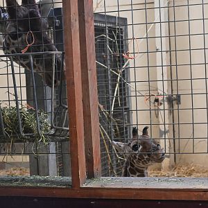 Giraffe Calf, Wilfred & Mum, Luna