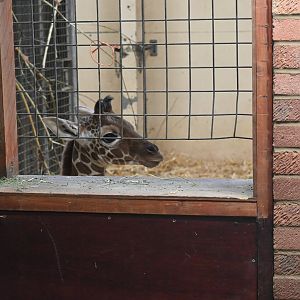 Giraffe Calf, Wilfred