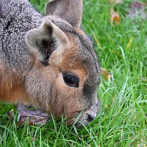 Free-roaming Patagonian Mara