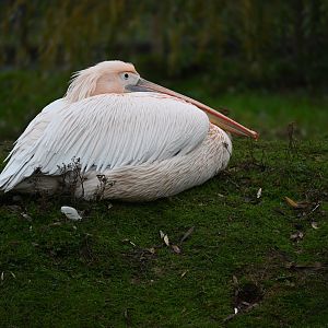 Eastern White Pelican