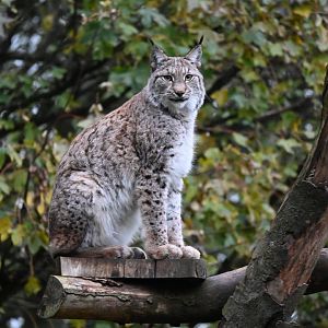 Ruby; Northern Lynx