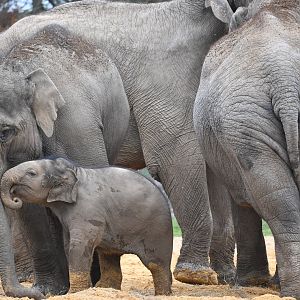Asian Elephants, Elizabeth & Nang Phaya playing