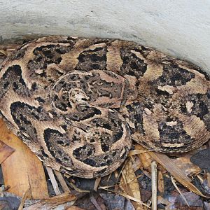 Gabon viper