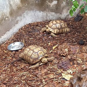 African spurred tortoises