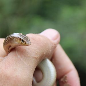 Armitage's cylindrical skink - Chalcides armitagei