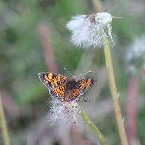 Pearl crescent (Phyciodes tharos)